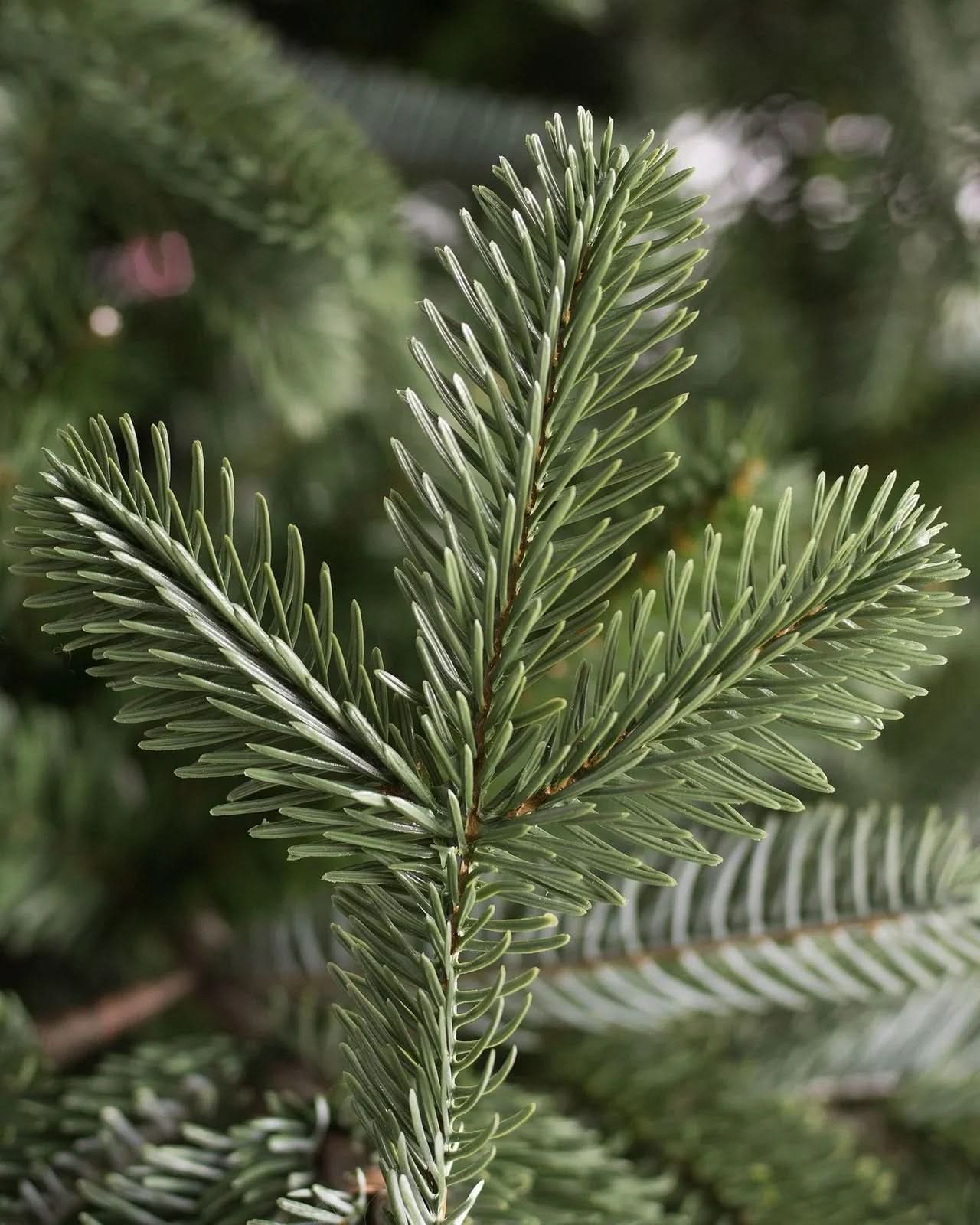Árvore de Natal European Fir com Galhos Articulados, Suporte Metálico e Micro LEDs Embutidos - Imagem 3